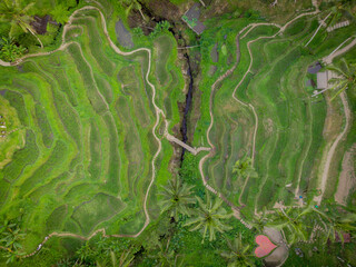 rice terrace at Bali