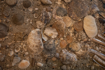 sand and shells of the seabed