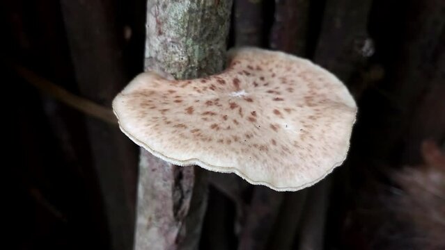 Isolated video of wild exotic mushroom growing on dry log