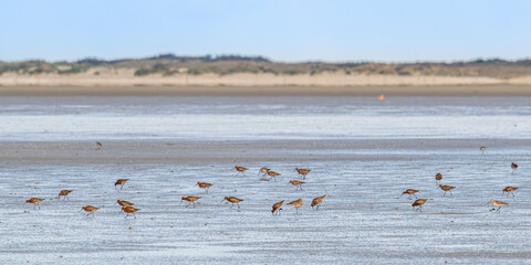 Barge à queue noire (Limosa limosa - Black-tailed Godwit)