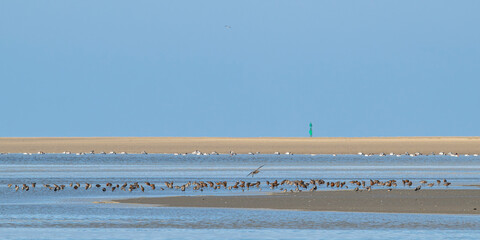Barge à queue noire (Limosa limosa - Black-tailed Godwit)
