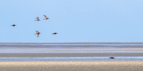 Barge à queue noire (Limosa limosa - Black-tailed Godwit)