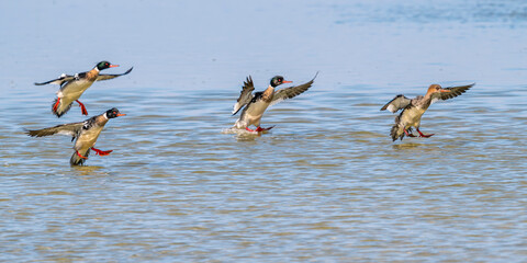 Harle huppé (Mergus serrator - Red-breasted Merganser)
