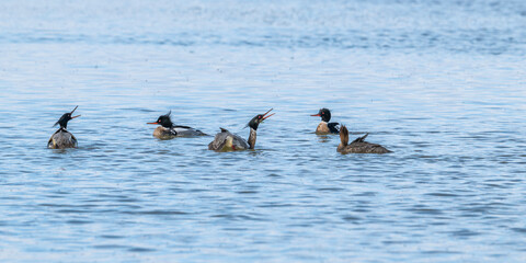 Harle huppé (Mergus serrator - Red-breasted Merganser)