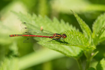 Frühe Adonislibelle auf einer Brennnessel