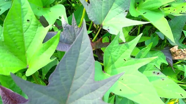 Video of Sweet Potato Plants or Ipomoea batatas in agricultural land