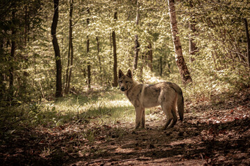 Playful dog running in a grassy field with trees in the background