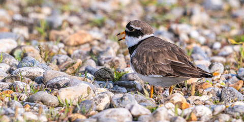 Grand Gravelot / Pluvier grand-gravelot (Charadrius hiaticula - Common Ringed Plover)