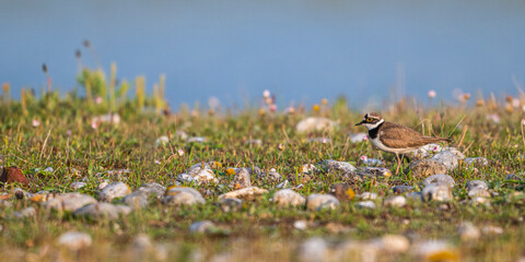accouplement de Petits Gravelots (Pluvier petit-gravelot, Charadrius dubius, Little Ringed Plover)
