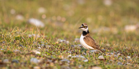 accouplement de Petits Gravelots (Pluvier petit-gravelot, Charadrius dubius, Little Ringed Plover)