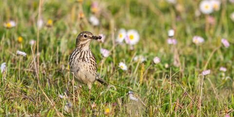 Pipit farlouse (Anthus pratensis - Meadow Pipit)