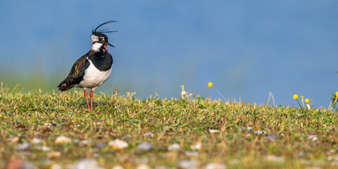 Vanneau huppé (Vanellus vanellus - Northern Lapwing) © Alonbou