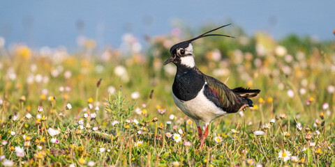 Vanneau huppé (Vanellus vanellus - Northern Lapwing)