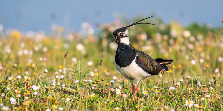 Vanneau hupp&eacute; (Vanellus vanellus - Northern Lapwing)