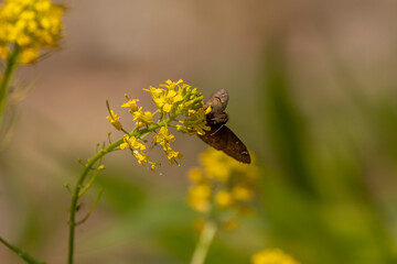 Juvenal Duskywing skipper gathers nectar from a wildflower