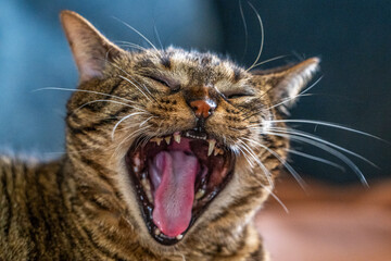 La chatte sur le canapé