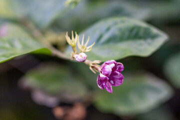 Jasminum sambac (Arabian jasmine or Sambac jasmine) is a species of jasmine, Hilo International Airport, Hawaii plant