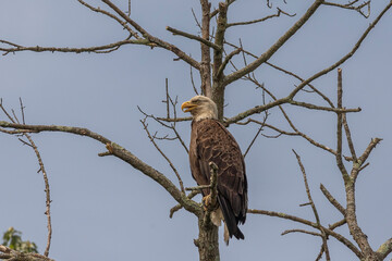 Bald Eagle perched in a tree at the marsh