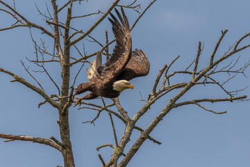 Bald Eagle takes flight from a tree branch