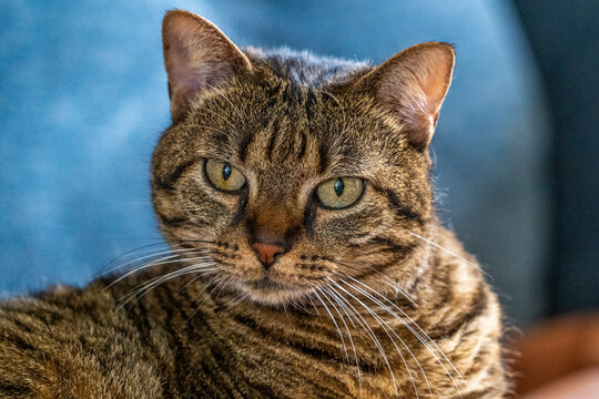 La chatte sur le canap&eacute;