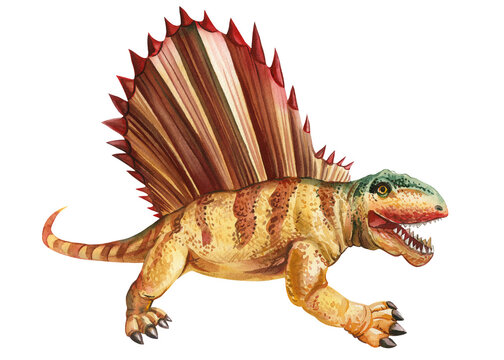recommend clip art: Realistic dinosaur isolated on white background. Hand painted watercolor dinosaurs illustration. Dimetrodon