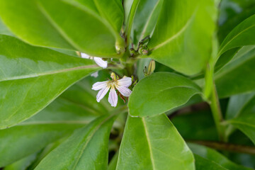 Scaevola taccada, also known as beach cabbage, sea lettuce, or beach naupaka, is a flowering plant...