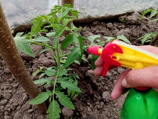 Caring for tomato plants and spraying them with a small hand sprayer with chemicals to protect...