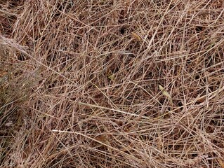 Texture of dry hay. Topics of agriculture and animal feed.