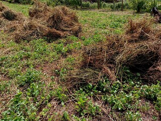 Dry hay raked into small piles on a grassy field. Preparation of fodder for animals for the winter. Topics of agriculture and farming.