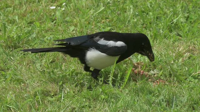 Two Magpies (Pica pica) collecting peanuts and mealworms from a garden lawn. June, Kent, UK [Half speed]