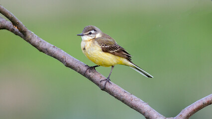 Fototapeta premium yellow backed shrike