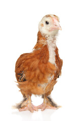 Curious Farm Chick A Fuzzy Portrait of New Life