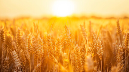 Golden Wheat Field at Sunset, Generative Ai