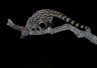 Gineta. La naturaleza en la noche 
