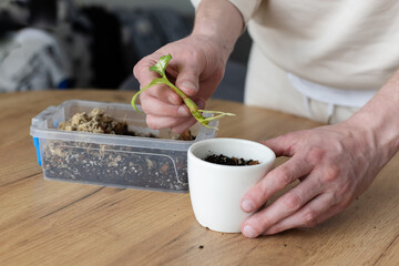 Man potting small sprout with long roots of Dieffenbachia.