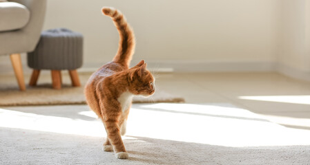 Cute red cat on carpet in living room