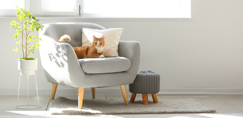 Cute red cat lying on grey armchair in living room
