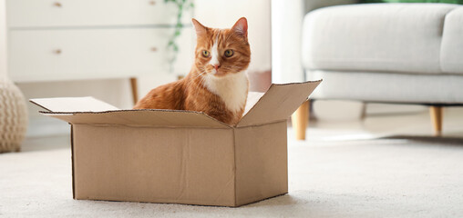 Funny cat in cardboard box at home