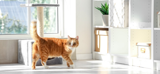 Cute cat near scratching post at home