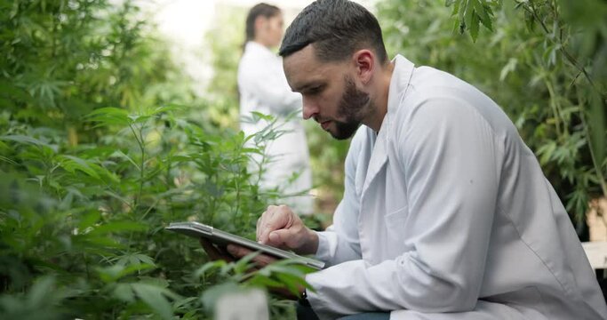 Greenhouse, man and biologist with tablet for research, agriculture and cannabis inspection with tech. Lab coat, male scientist and digital with typing, indica check and growth sustainability