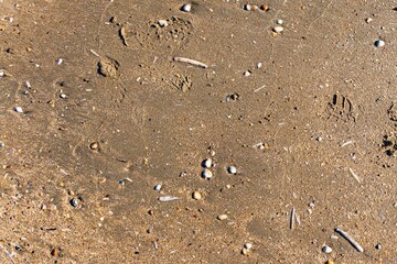 Sand Texture Beach. Natural sand texture pattern with shells