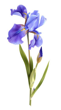 Elegant blue iris flower with delicate petals and green leaves. Perfect for spring-themed designs and floral arrangements.