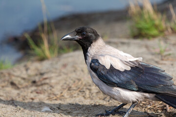 Close-up of a crow standing on the sand