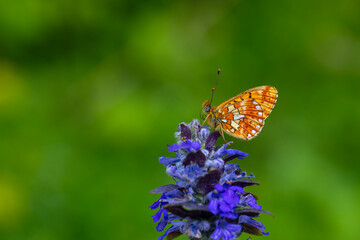 green background and red butterfly, Pearl-bordered Fritillar, Boloria euphrosyne
