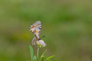 a beautiful butterfly with scallop, Zerynthia deyrollei