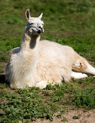 Lama with his head lying on the grass