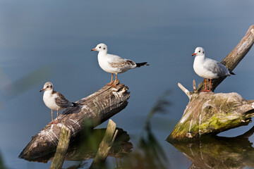 Seagulls sitting on a log