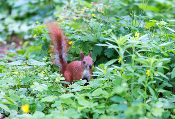 Squirrel in the grass peeps
