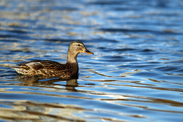 A duck on the water