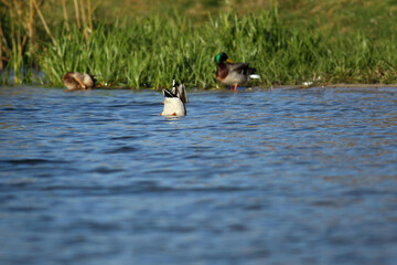 Duck diving under water